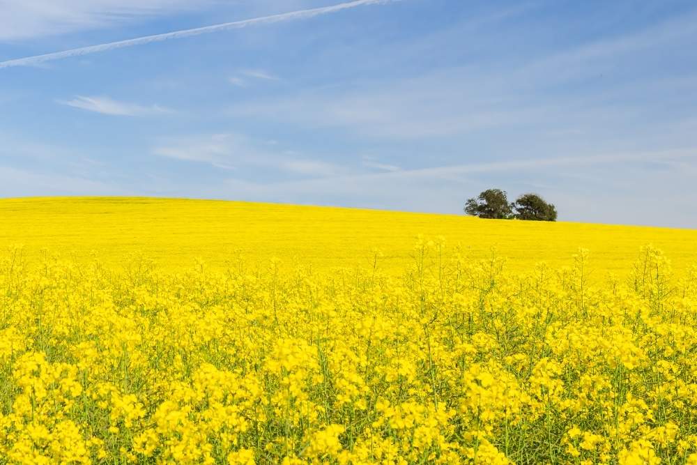 A vast, bright yellow field of flowering canola under a clear blue sky with thin white clouds-